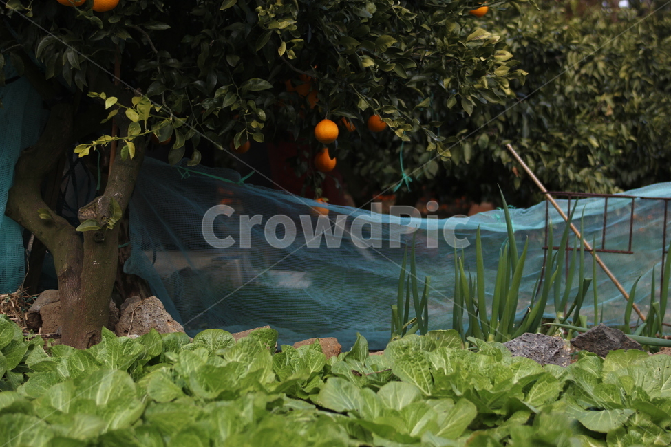 제주도,농가주택,배추,우영팟,텃밭,식물,자연,plants,nature,과일,열매,fruit