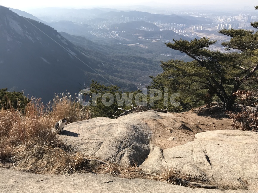 북한산,정상,삼각산,고양이,산고양이,상쾌한,꼭대기,mountain,top,rock,바위,산바위,자연,경관,풍경,cat,등산,전경,나무,소나무,tree,조망,배경