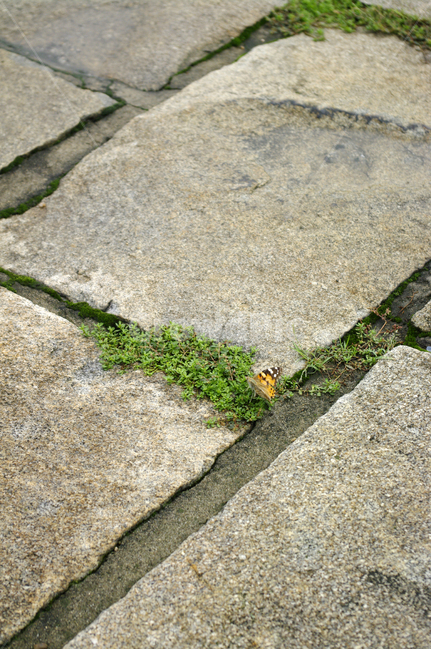 traditional,박석,돌,꽃,flower,식물,plant,식물,자연,plants,nature
