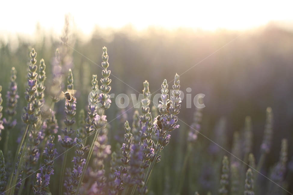 라벤더,lavender,꽃,허브,식물,식물,자연,plants,nature,꽃,flower