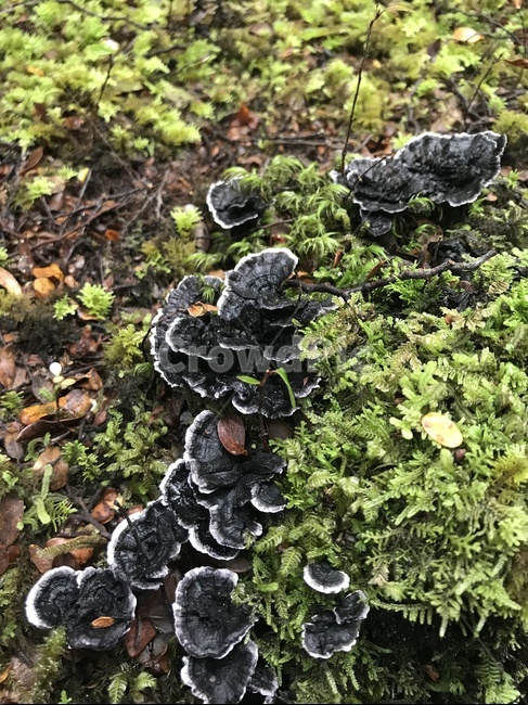 자연,버섯,풀,이끼,산,버섯,mushroom