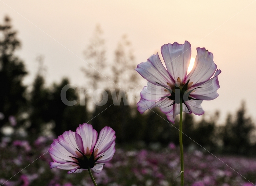 코스모스,꽃밭,가을,부산,낙동강,공원,9월,가을,계절,fall,autumn,season,식물,자연,plants,nature,꽃,flower,blossom,geranium,제라늄,plant