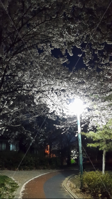 벗꽃,야경,공원,가로등,꽃,자연,벗꽃나무,길,나무,트랙,산책로,산책,풀,풍경,식물,plants,nature,flower