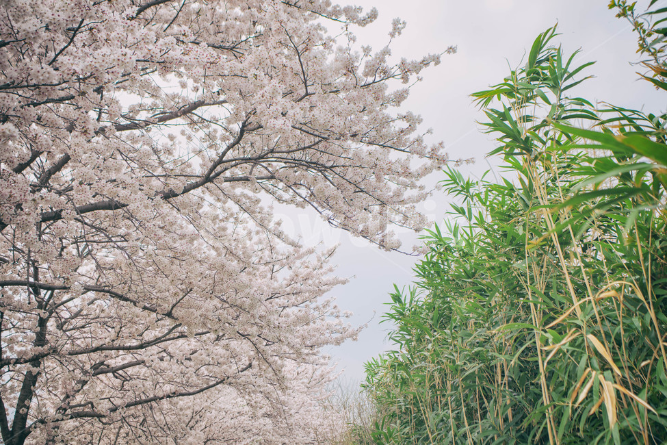 자연,풍경,벚꽃,봄꽃,식물,꽃,계절,season,봄,spring,cherryblossom,blossom,flowers,plant,나무,tree,봄,계절,spring,season,자연,풍경,nature,landscape,cherry blossom,flower