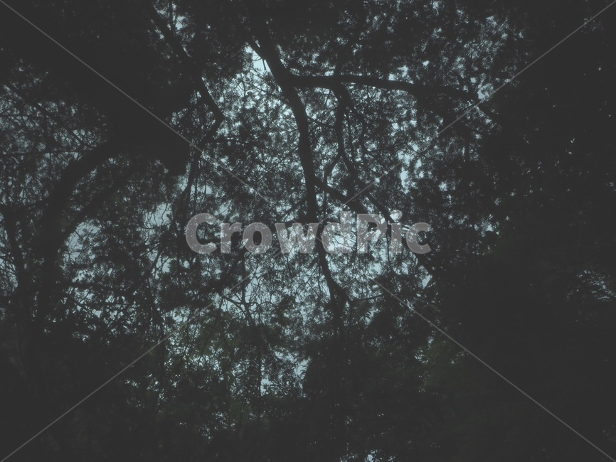 비자림,나무,그림자,숲,제주도의숲,자연,풍경,nature,landscape,tree,plant,식물,vegetation,초목,land,땅,woodland,삼림지,outdoors,옥외,forest