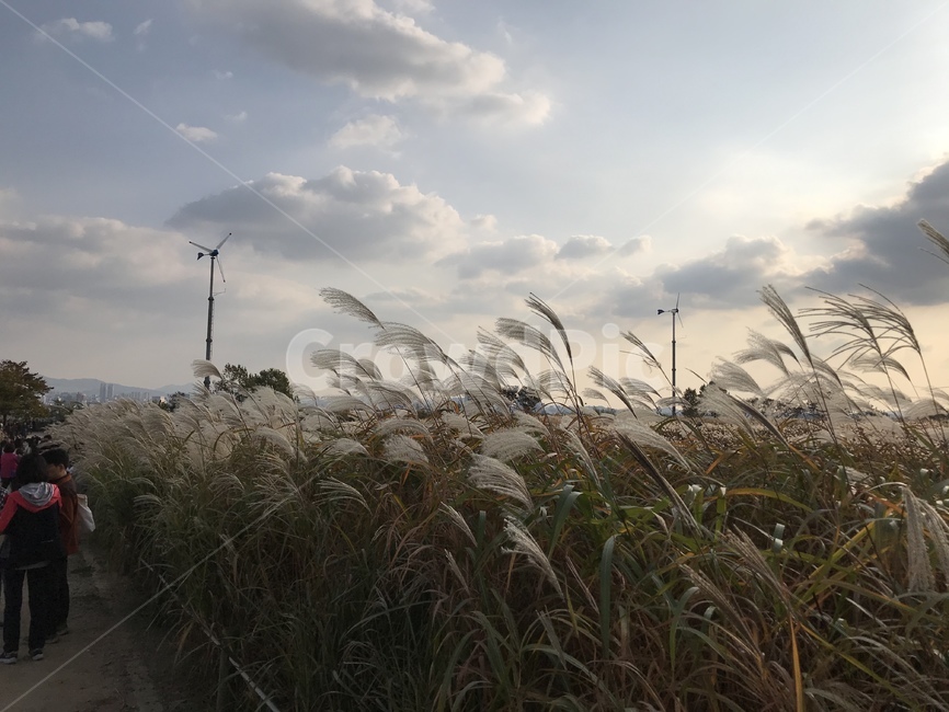 식물,갈대,풀,가을,plant