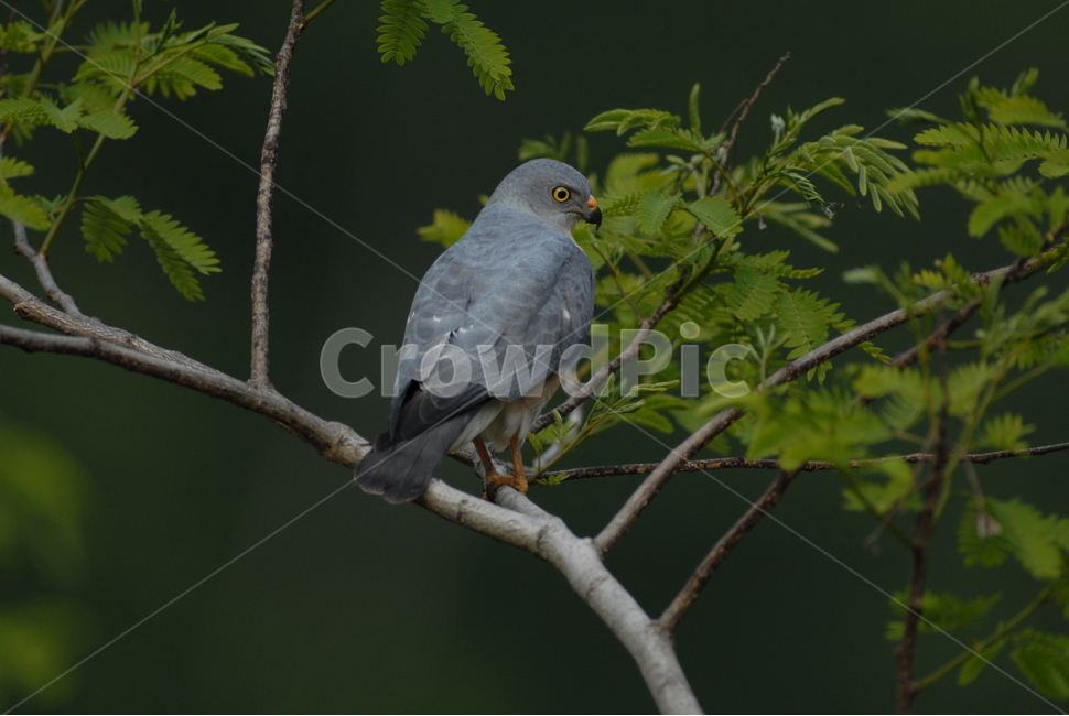 붉은배새매,천연기념물,제323호,맹금류,여름철새,동물,animal,조류,새,birds