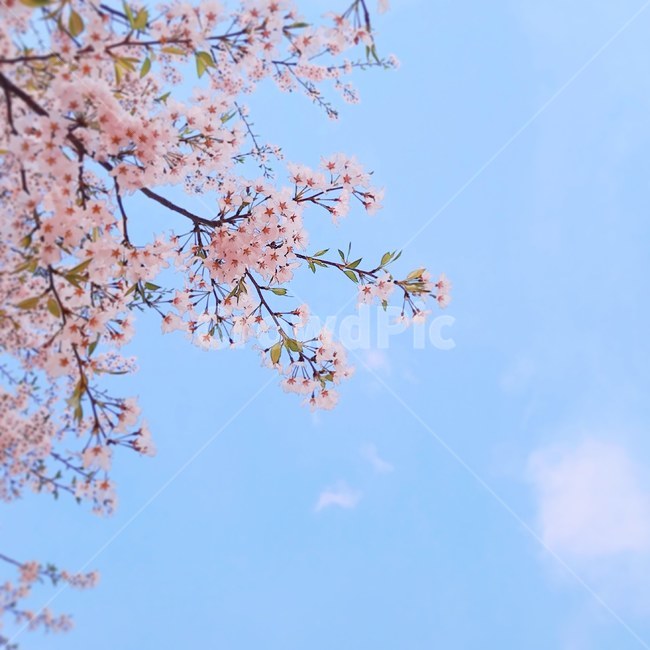 벚꽃,꽃,봄,꽃나무,봄꽃,매화,벚나무,매화나무,하늘,봄나무,봄감성,blossom