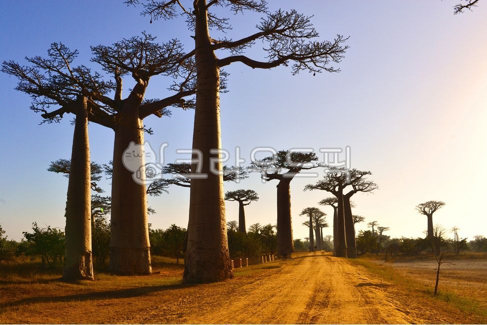Madagascar Sunset,dusk,Africa Madagascar Baobab Tree,Madagascar Baobab Street Sunset,baobab tree,sky,red sky,nature,tree,Dusk,Baobab street night,Madagascar Baobab Street,outdoors,redsky,plant,sunset,silhouette