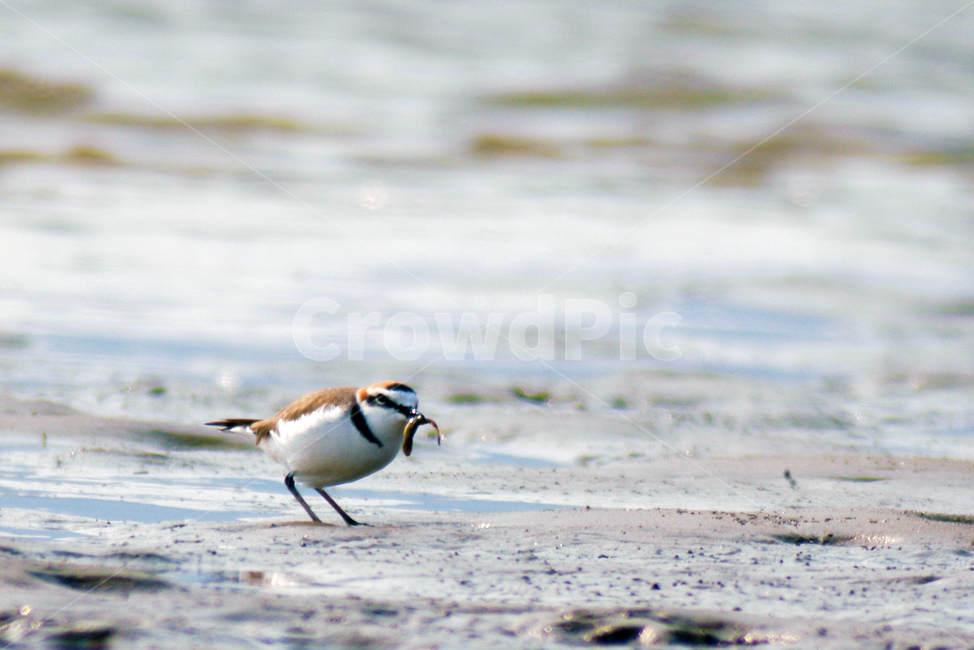 습지,조류,새,갯벌,생태,철새,동물,animal,조류,새,birds