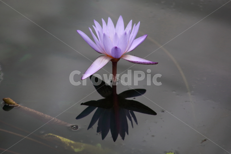 반영,수련,꽃,수련꽃,수생식물,waterlily