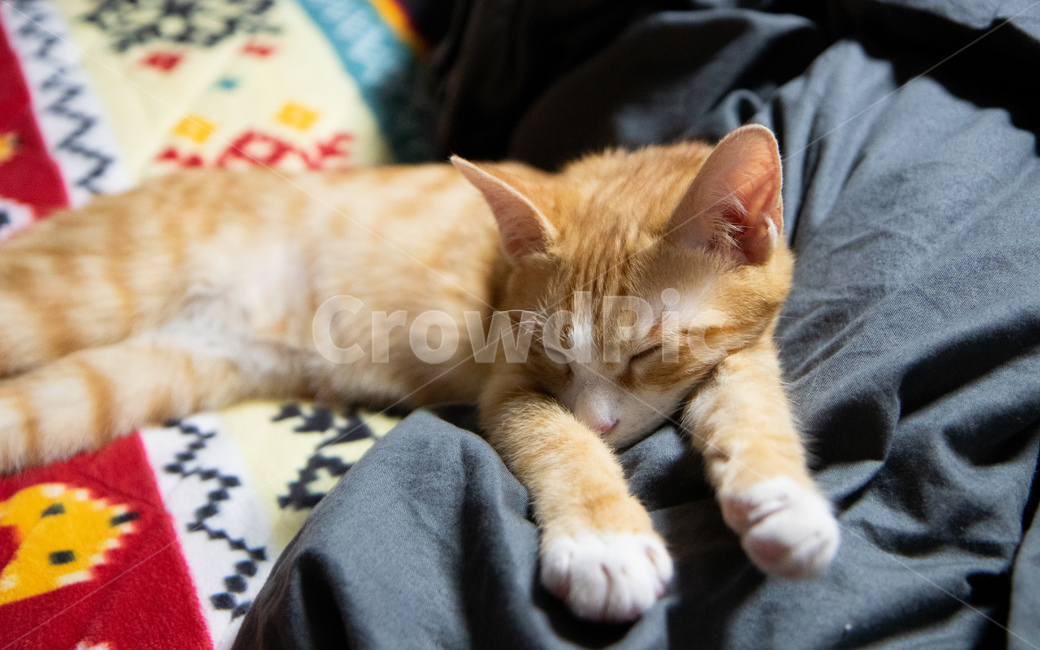 고양이,숙면,잠,아기고양이,치즈고양이
