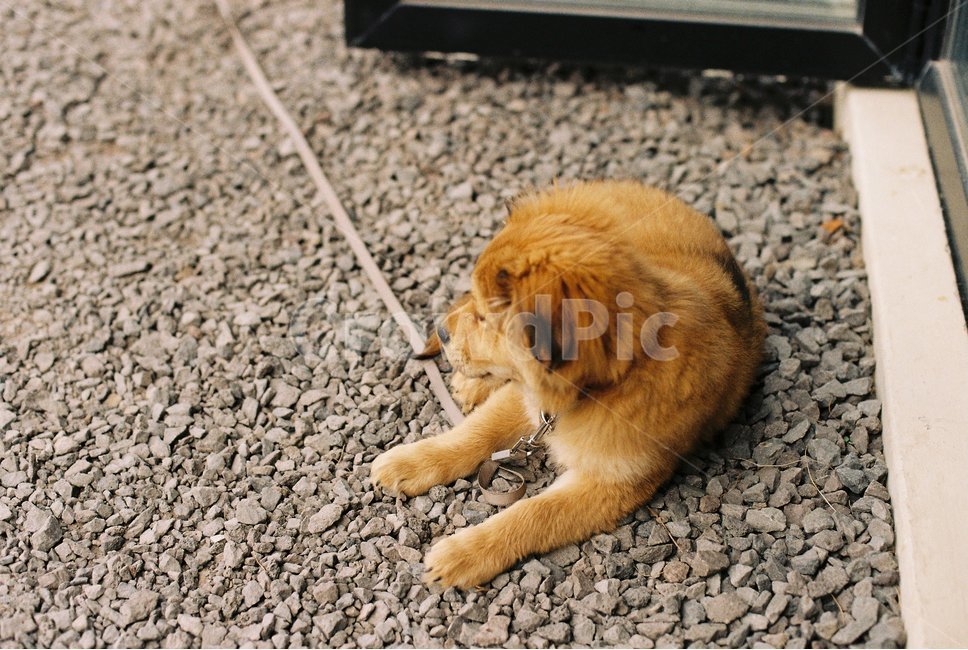 강아지,필름사진,누렁이,개,똥개,동물,animal,포유류,mammal,개,강아지,dog,doggy