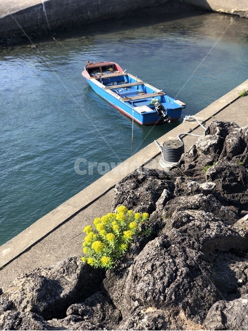 제주도,제주,항구,배,보트,해안