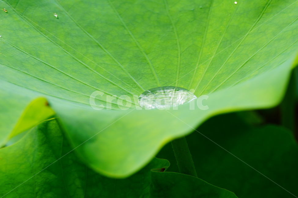 droplet,작은물방울,leaf,잎,plant,식물,식물,자연,plants,nature
