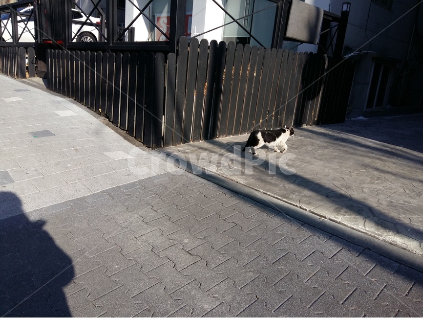고양이,길고양이,동네,길,Cat,Street,동물,animal,포유류,mammal,고양이,cat,kitten,kitty