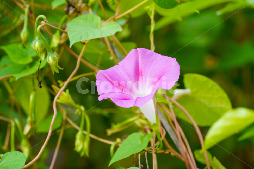 plant,식물,blossom,geranium,제라늄,flower,꽃,식물,자연,plants,nature,꽃,flower