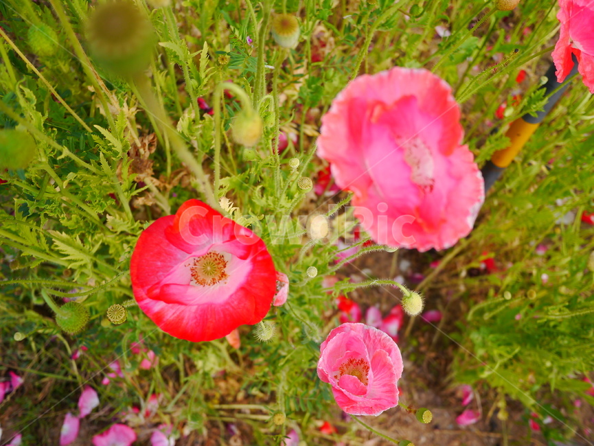 flower,양귀비,꽃,분홍,초록,자연,식물,자연,plants,nature,꽃,flower