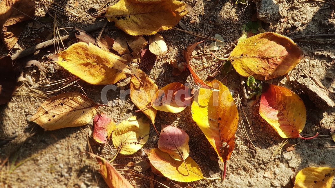 단풍,가을,낙엽,계절,땅,흙,자연,화단,정원,노랑,갈색,뜰,쓸쓸함,차가운,leaf,잎,plant,식물,바닥,ground,식물,자연,plants,nature