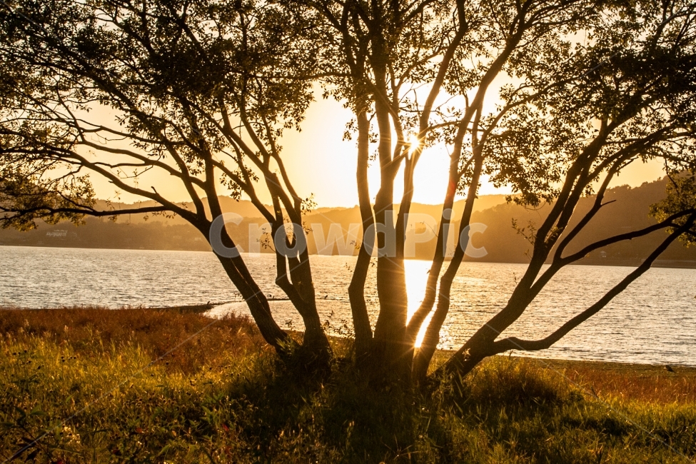 golden time,golden tree,gold tree,sunset,silhouette