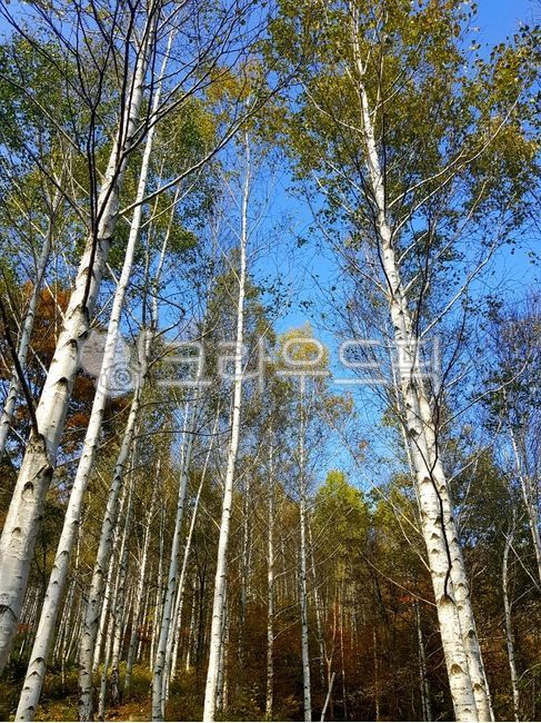 birch tree,forest,birch forest,plant,tree,Yeongyang Birch Forest