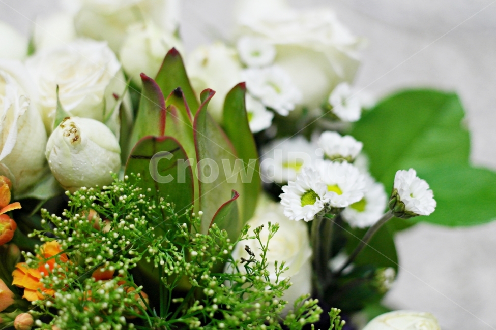 꽃,꽃다발,장미,국화,기념일,식물,자연,plants,nature,꽃,flower,기념일,축하,anniversary,congratulation,celebrate,celebration