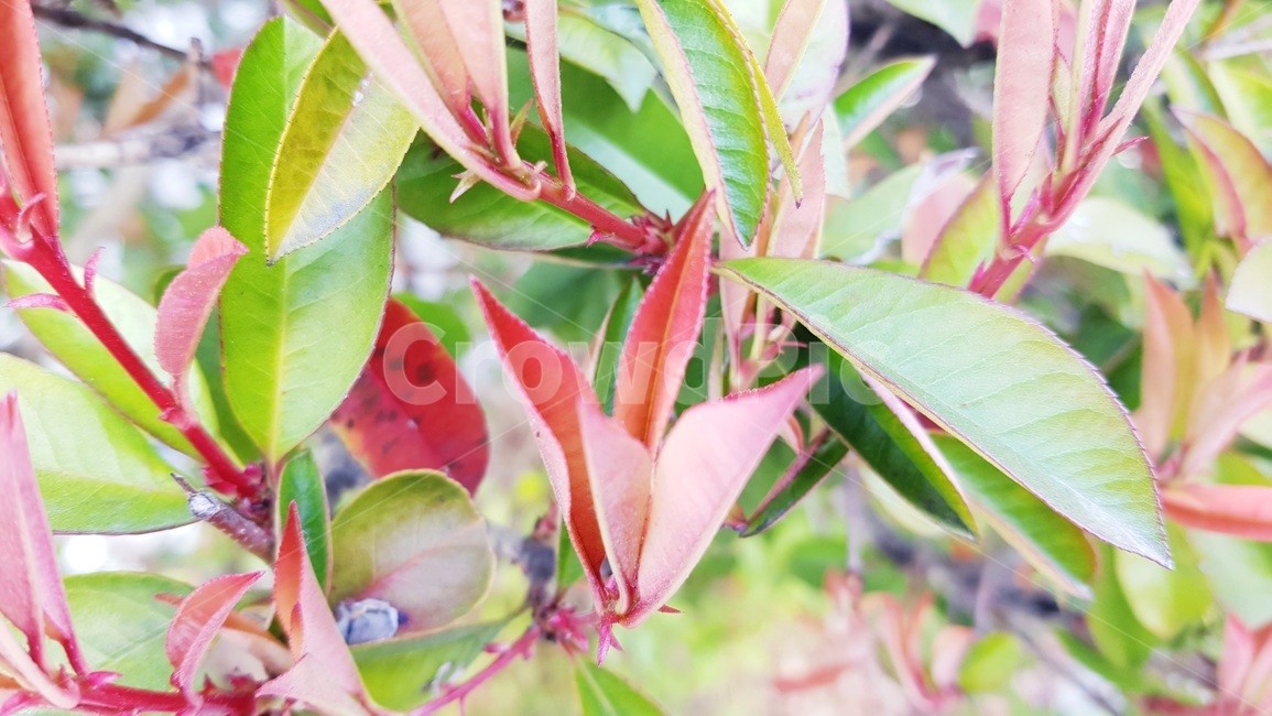 꽃나무,봄,자연,정원,가든,식물,자연,plants,nature