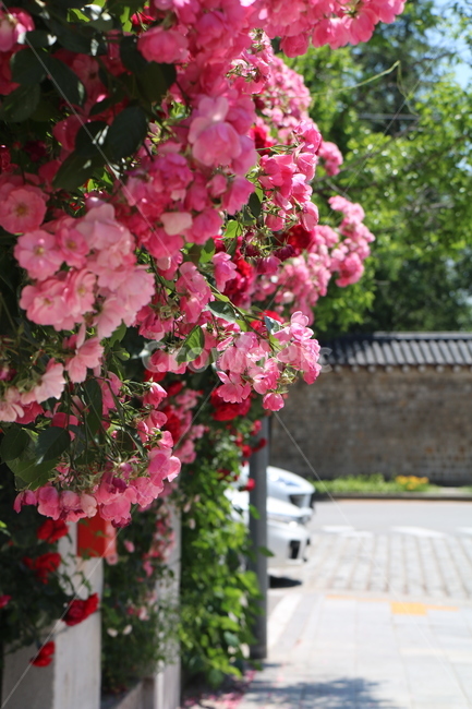 장미,초여름,여름꽃,rose,flowers,아름다운,분홍꽃,beautiful,화사한,여름,식물