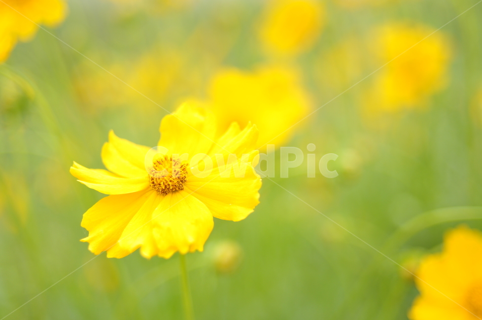 꽃,노랑,봄,금계국,감성,봄,계절,spring,season,식물,자연,plants,nature,꽃,flower,plant,blossom,daisy,데이지,daisies