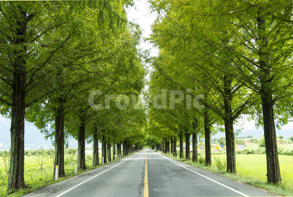 도로,메타세쿼이아,길,이차선도로,나무,나무,trees,wood