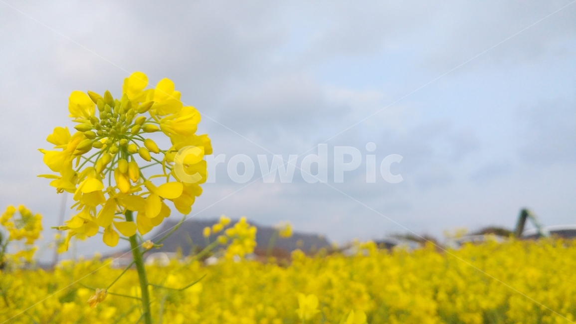 유채꽃,꽃,풍경,감성,감성사진,제주도,성산일출봉,봄,계절,spring,season