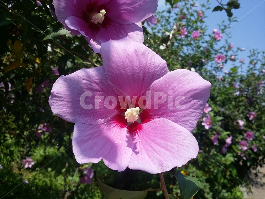 plant,식물,flower,꽃,무궁화,geranium,제라늄,blossom,식물,자연,plants,nature,꽃,flower