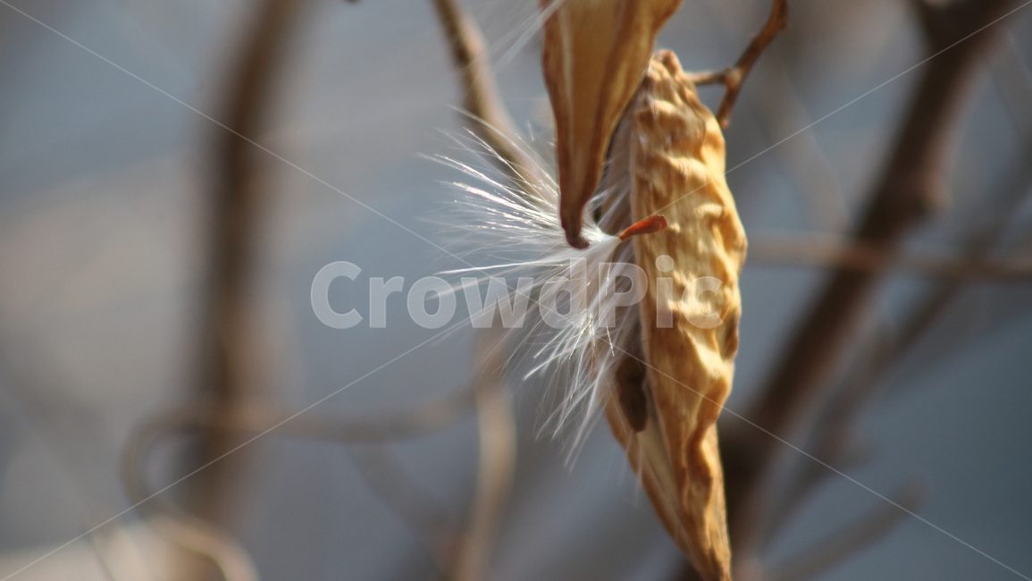 박주가리,씨앗,종자,식물,seed,식물,자연,plants,nature