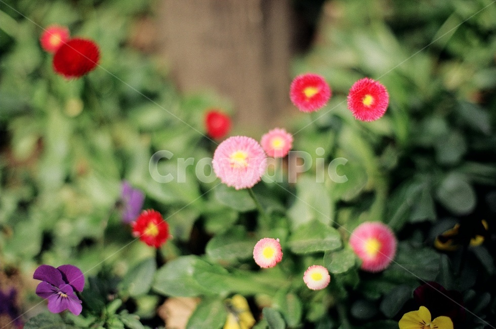 꽃,잡초,자연,풀,풀잎,식물,자연,plants,nature,꽃,flower