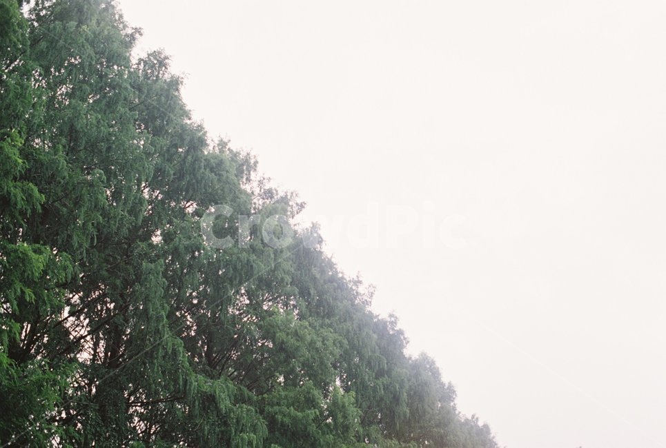 나무,하늘,길,하늘길,나무길,식물,자연,plants,nature,나무,trees,wood