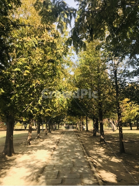 나무,plant,tree,식물,서울숲