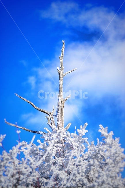 자연,겨울,풍경,산,눈,나무,눈꽃,겨울,계절,winter,season,식물,자연,plants,nature,나무,trees,wood