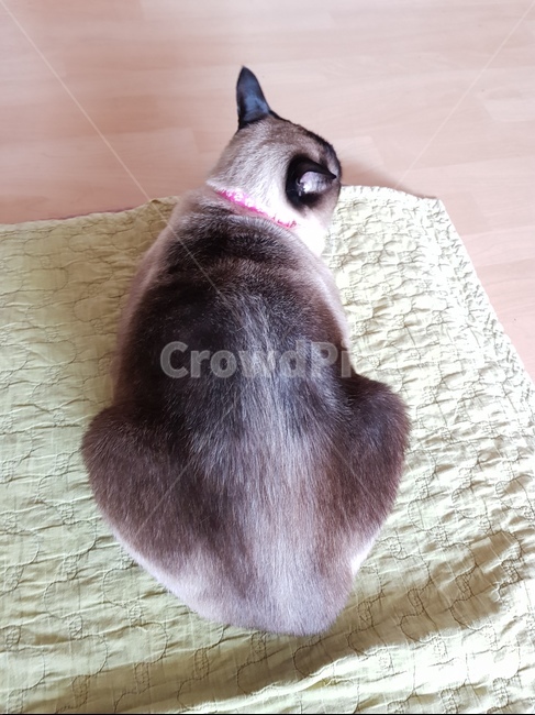 고양이,cat,dog,반려견,반려묘,샴,샴고양이,자는고양이,애완동물,pet,동물,mammal,animal