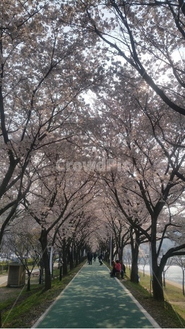 연화지,벚꽃,봄,풍경,꽃길