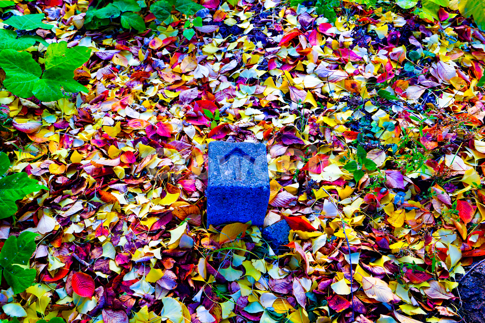 단풍,낙엽,배경,동화,몽환적,가을,계절,fall,autumn,season,조각상,동상,석상,조형물,statue,bronze statue,stone statue,paper,종이,confetti,색종이 조각