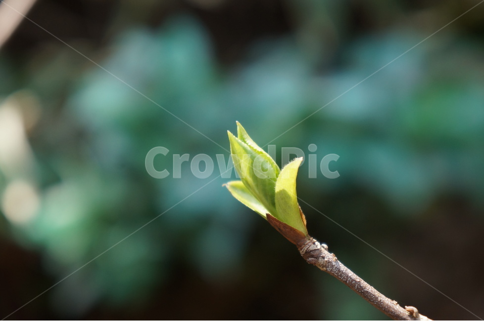 새순,새싹,봄,숲,시작,여린,제주,자연,봄,계절,spring,season,식물,자연,plants,nature,sprout,bud,싹,flower,꽃,plant,blossom