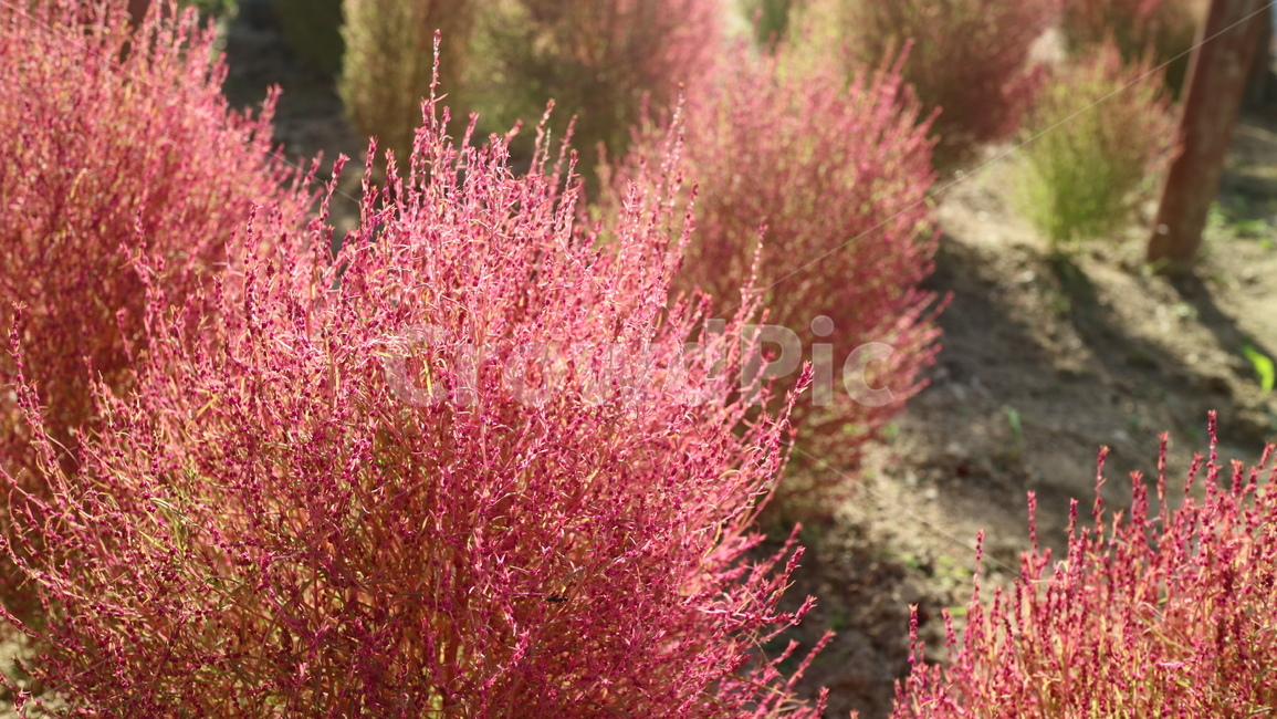 plant,식물,tree,나무,분홍,분홍꽃,핑크,pink,식물,자연,plants,nature