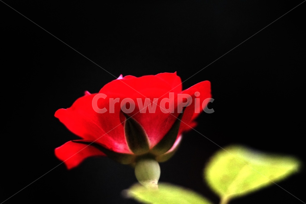 붉은꽃,접사사진,매크로사진,red,closeupphoto,macrophoto,macro,식물,자연,plants,nature,꽃,flower