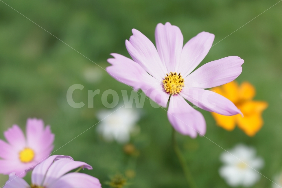 스냅,꽃,코스모스,감성,자연,가을,계절,fall,autumn,season,식물,자연,plants,nature,꽃,flower,감성,sensible,feeling,plant,daisy,데이지,blossom,daisies