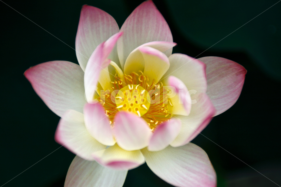 연꽃,꽃봉오리,노랑,lotus,pink,yellow,분홍,핑크,식물,자연,plants,nature,꽃,flower