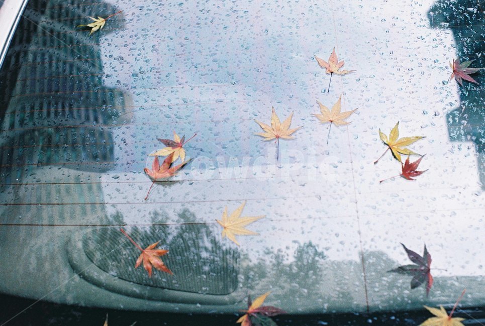 비,낙엽,단풍잎,손가락,하늘,거울,가을,계절,fall,autumn,season,감성,sensible,feeling,비,비오는날,rain,rainy,leaf,잎,plant,식물