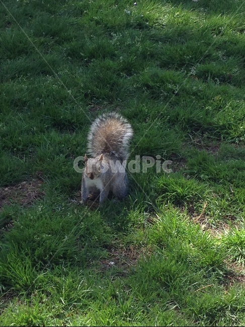 청설모,squirrel,설치류,rodent,동물,animal,앞모습,풀밭