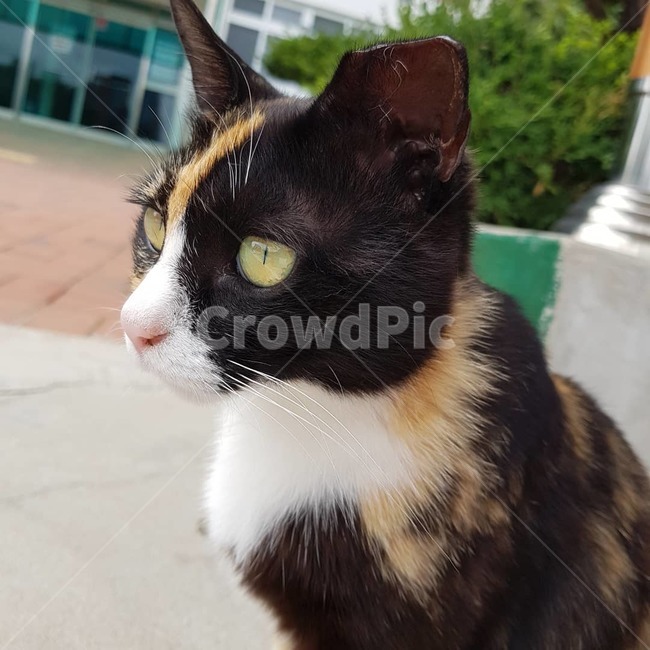 고양이,점박이,고양이눈,옆태,검은고양이,눈,코,동물