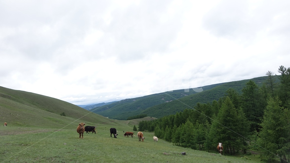 자연,grass,green,초록,nature,flock,소,몽골,초원