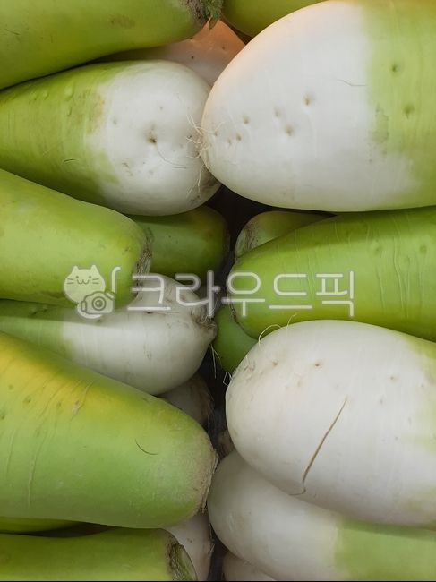 무우,무,야채,채소,vegetable,식재료,푸드,식물,김치재료
